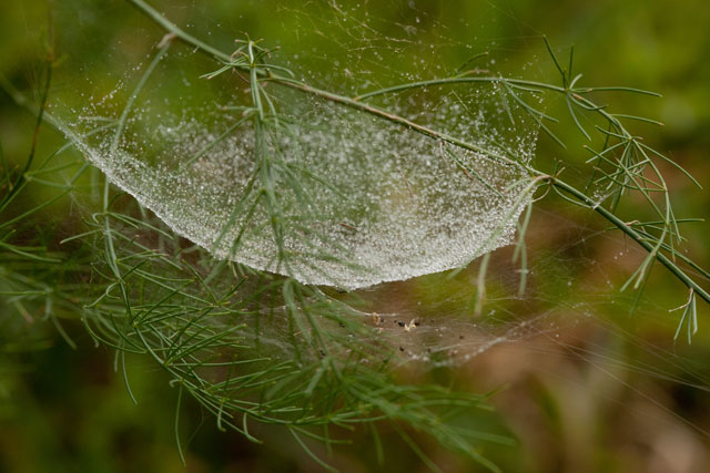 bowl and doily spider