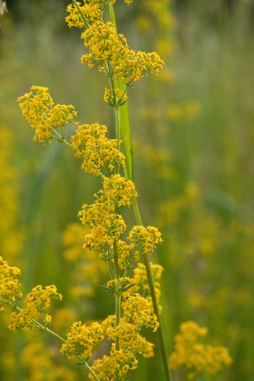 yellow spring bedstraw