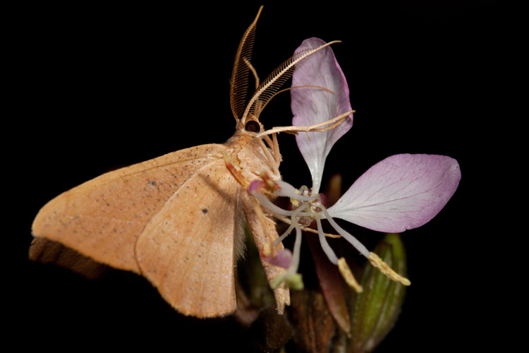 moth resting on gaura