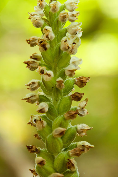 downy rattlesnake-plantain