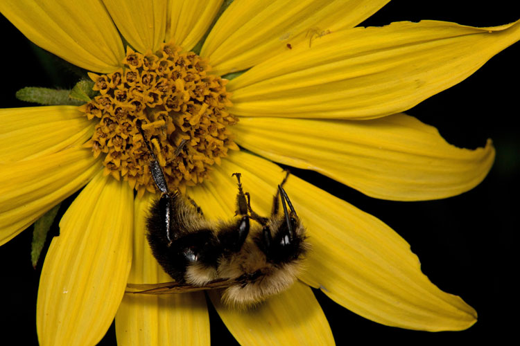 bumblebee sleeps on sunflower