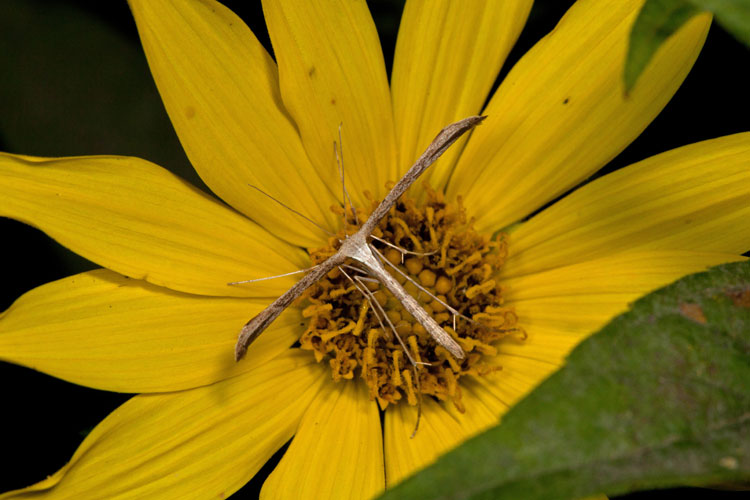 plume moth on sunflower