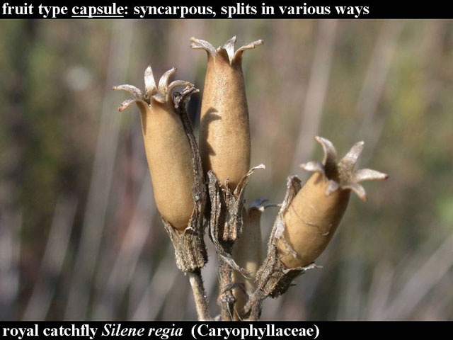 bur-oak fruit