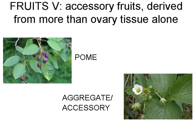 acessory fruits