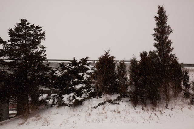 eastern redcedar