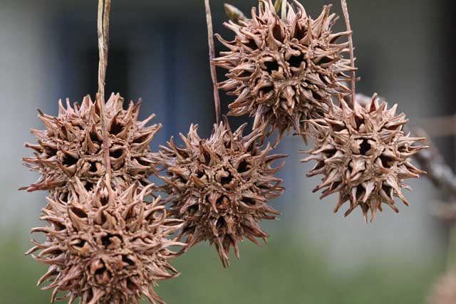 sweetgum fruits