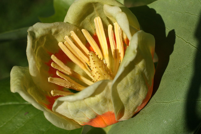 tulip-tree flower