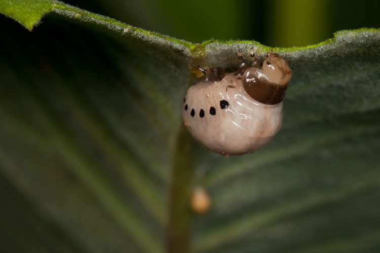 milkweed leaf beetle larve