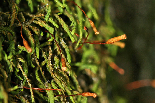 Leskea grascilescens