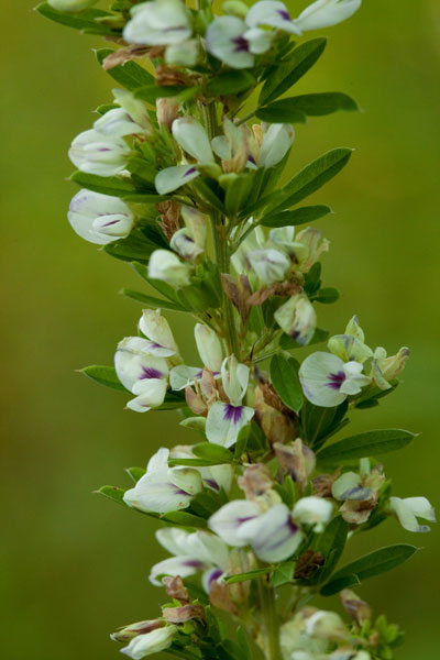 Chinese lespoedeza