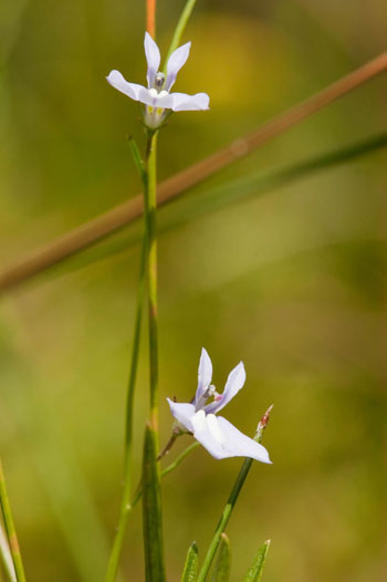 Kalm's lobelia