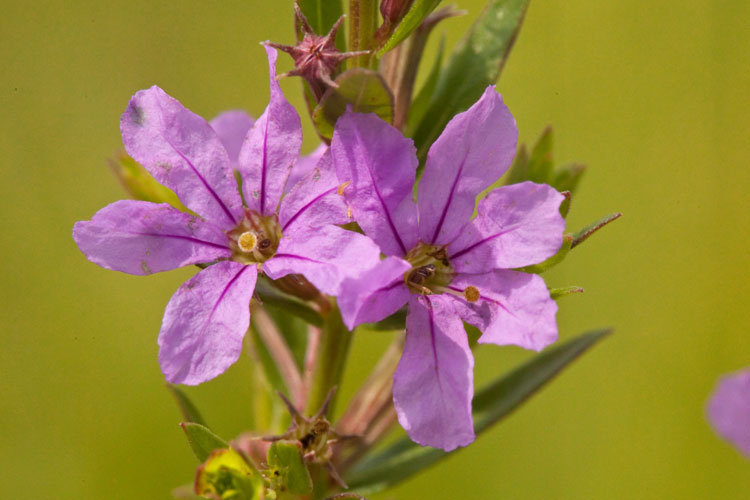 Lythrum alatum pin flower