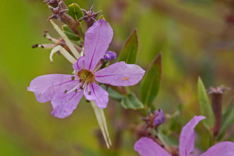 Lythrm alatum thrum flower