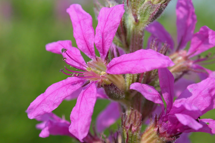 Lythrum salicaria mid-style floower