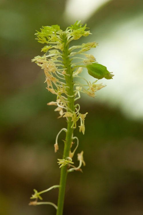 green adder's-mouth flowers