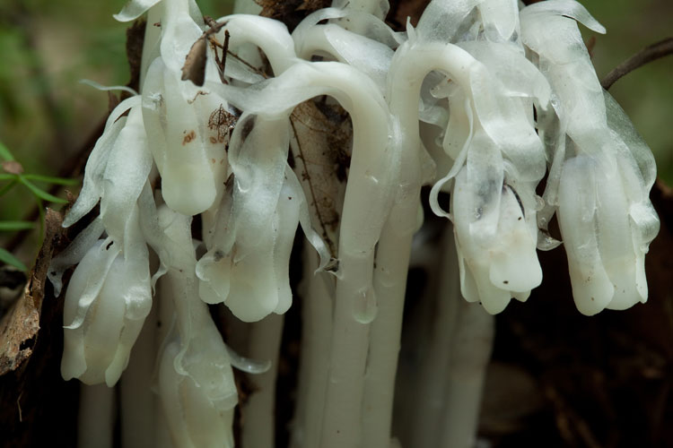 Indian pipes flowers