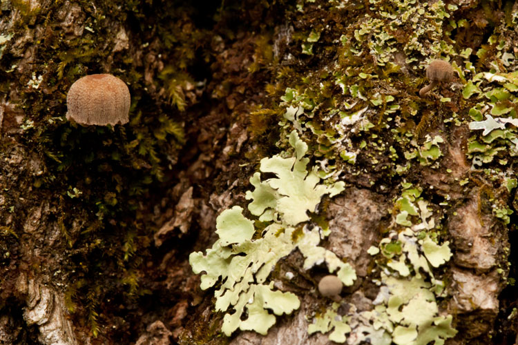 Mycena corticola