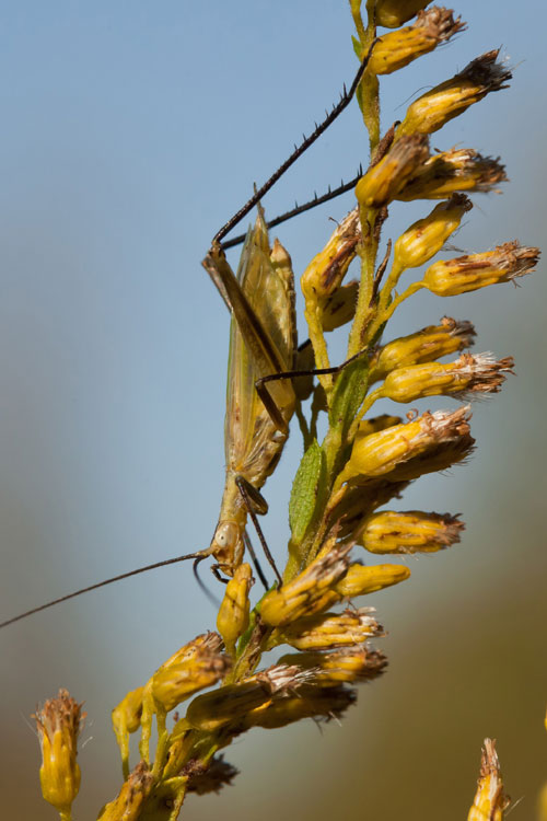 black-horned tree cricket