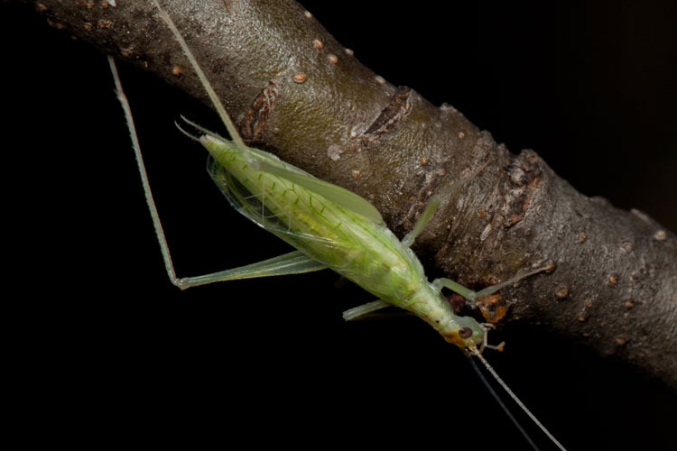narrow-winged tree-cricket