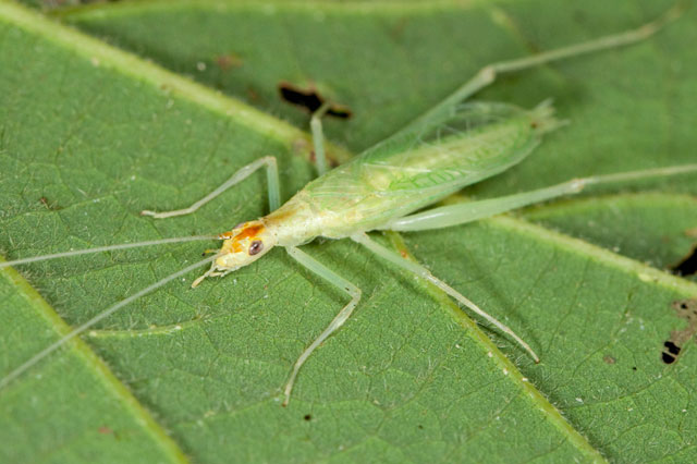 narrow-winged tree cricket