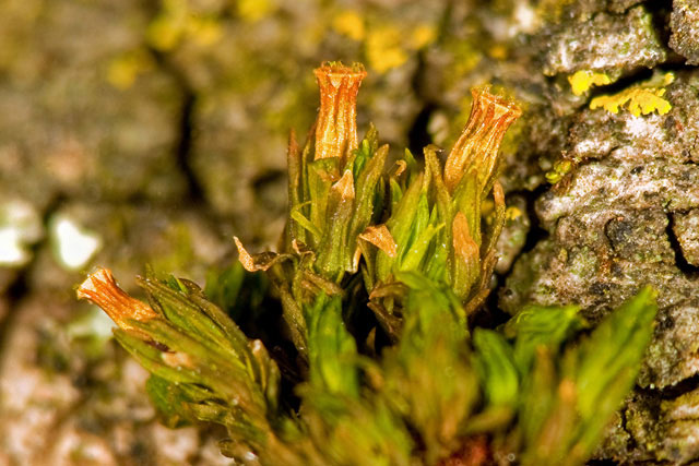 Orthotrichum