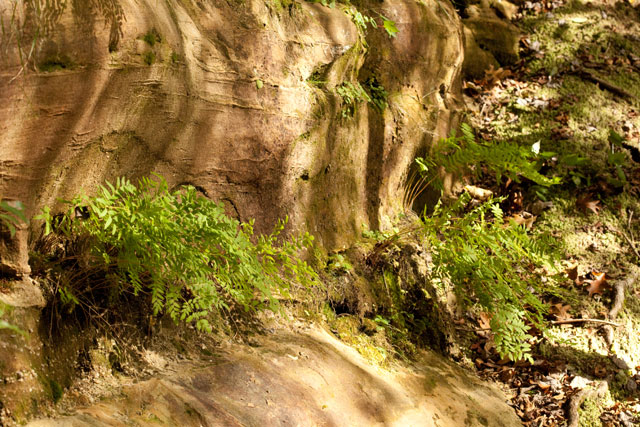 royal fern on a sandstone ledge