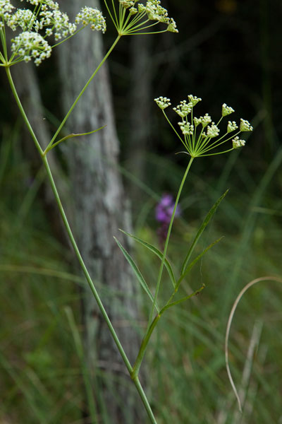 cowbane