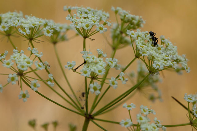 cowbane umbel