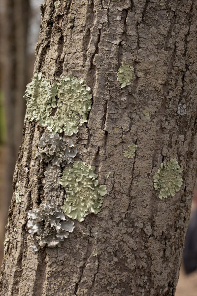 foliose lichens on bark
