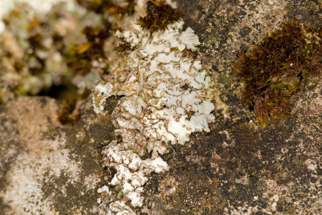 frost lichen