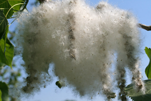 cottonwood cotton