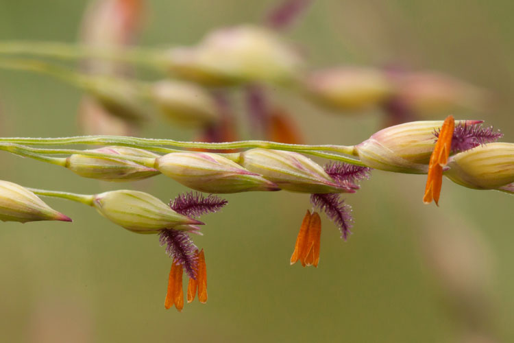 switchgrass