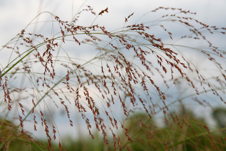 switchgrass