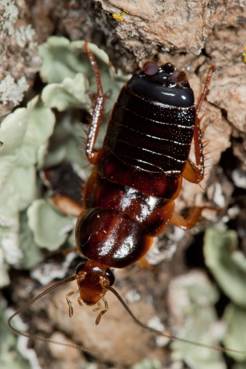 Pennsylvania wood roach