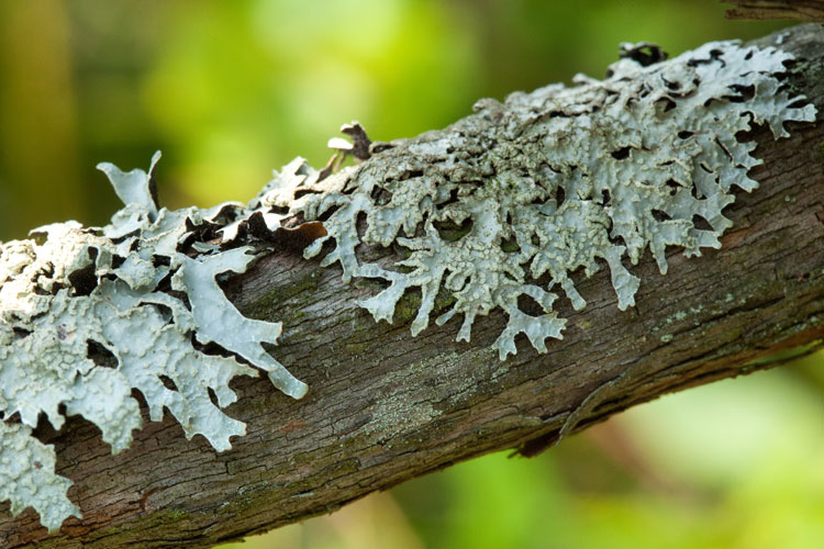 hammered shield lichen