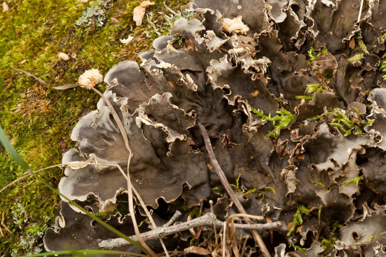 Peltigera