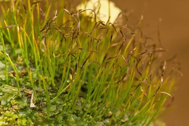 hornwort sporophytes