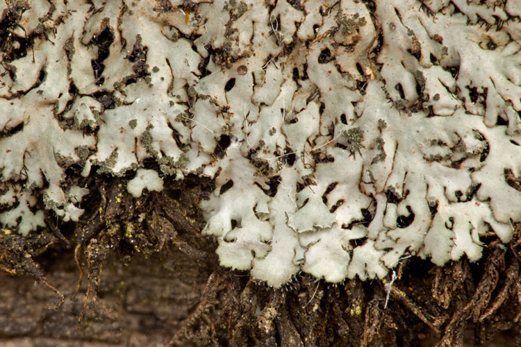 Phaeophyscia adiastola