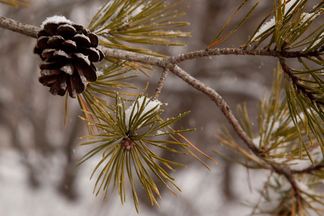 Virginia pine branch