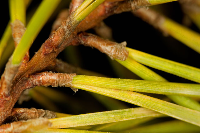 Virginia pine leaves