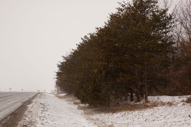 Virginia pine stand