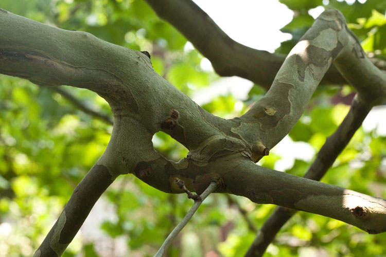 American sycamore self-grafted branch