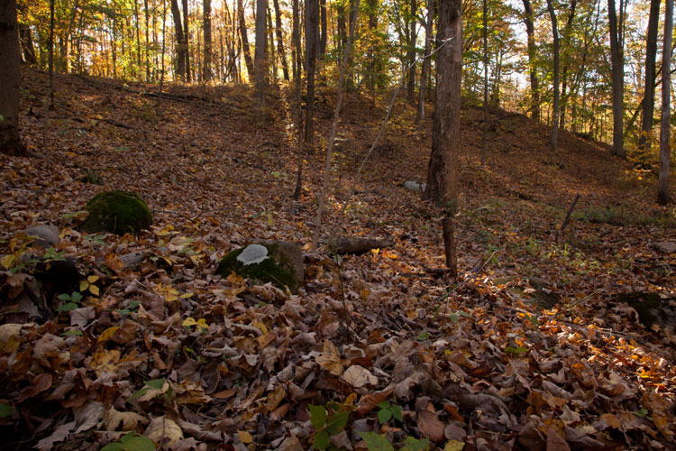 glacial erratic boulders in woodland