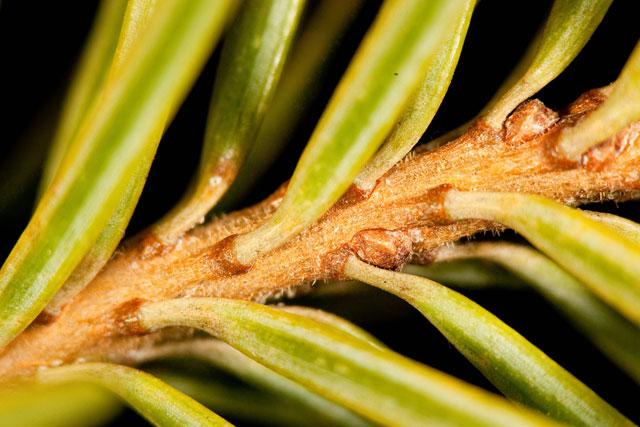 Douglas-fir twig