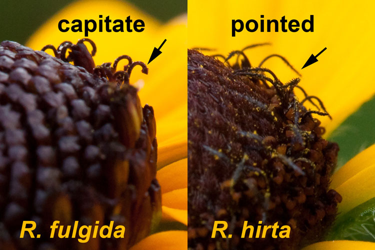 Rudbeckia styles compared