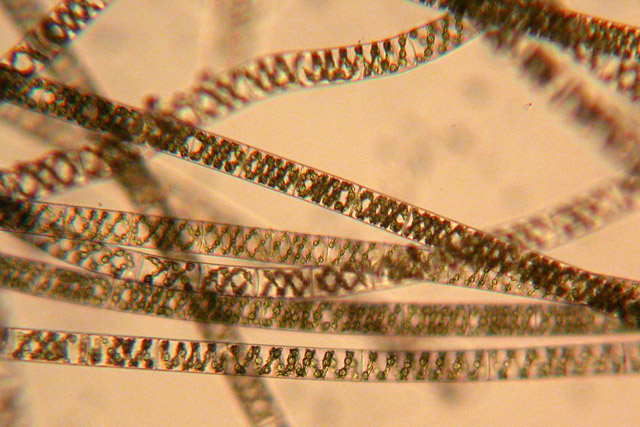 Как выглядит днк человека фото под микроскопом