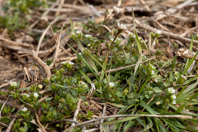 chickweed and bitter-cress