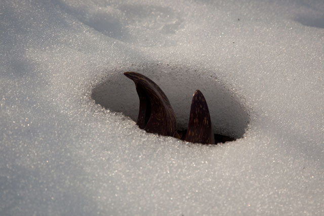skunk cabbage in little snow cave
