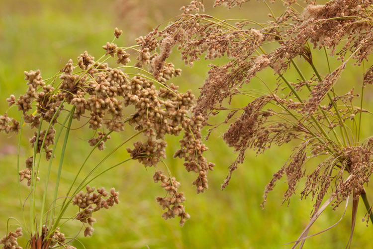 two wool-grasses