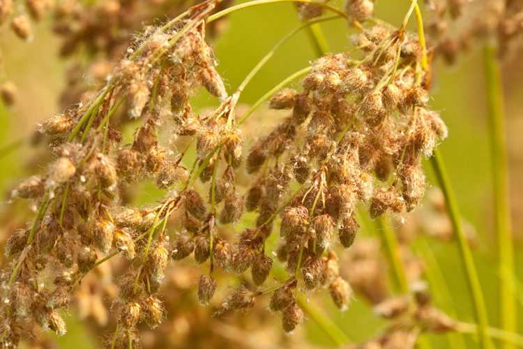 Scirpus pedicellatus spikelets